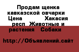 Продам щенка кавказской овчарки › Цена ­ 2 000 - Хакасия респ. Животные и растения » Собаки   